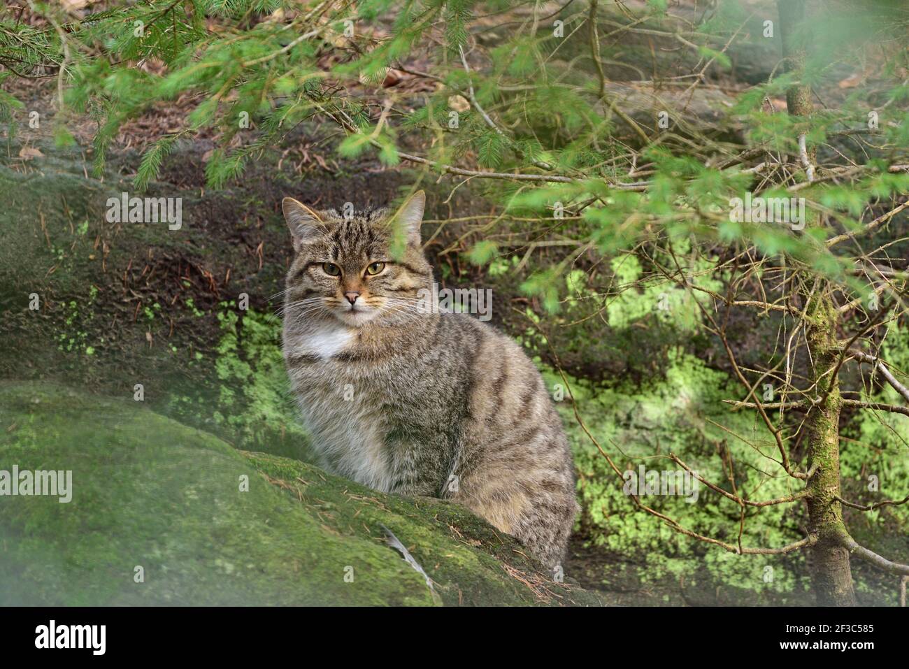 Zwei Wildkatzen (Felis silvestris) Sitzen auf dem Felsen in ihrer natürlichen Umgebung in Europa Wald Stockfoto