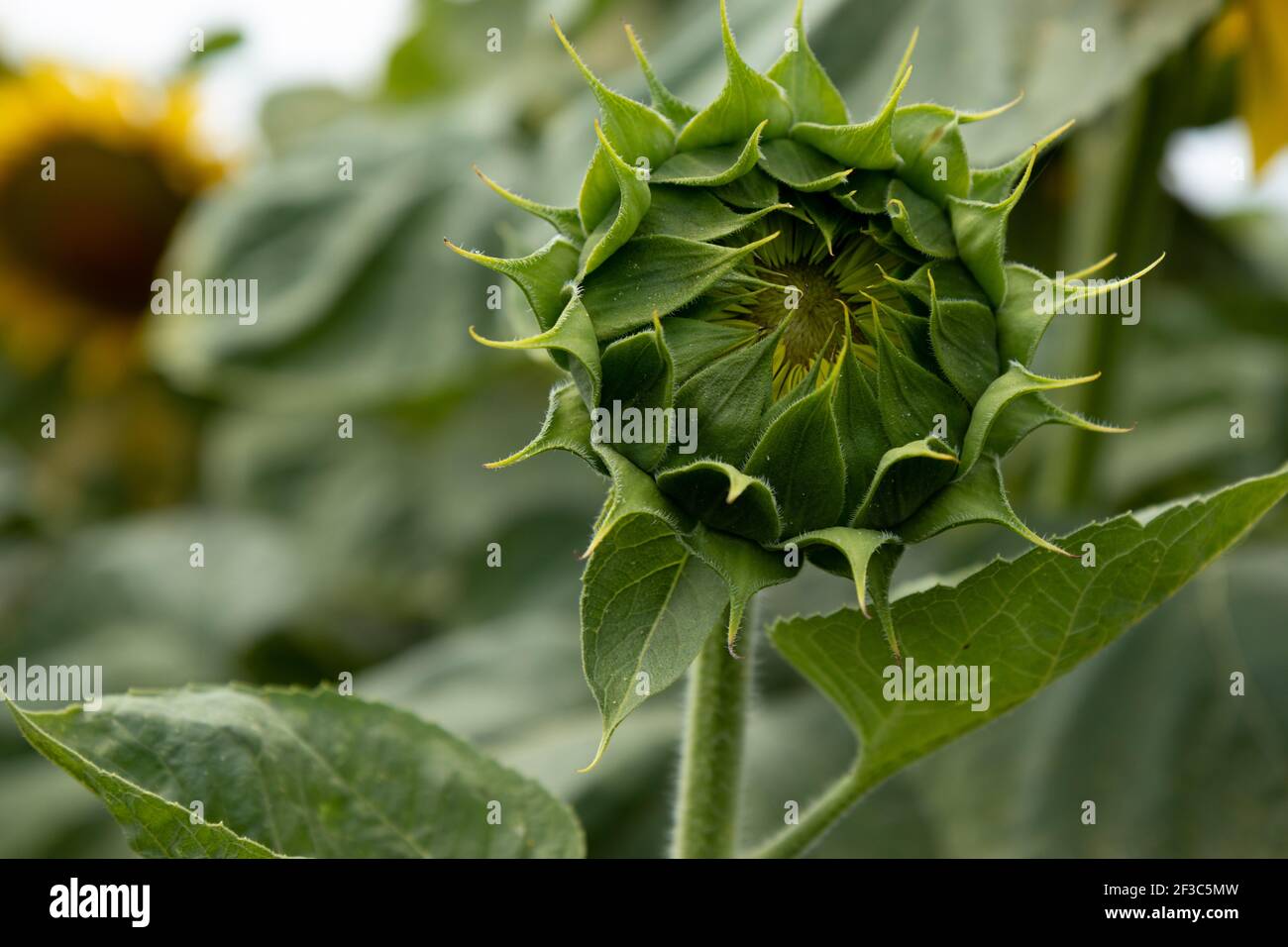 Sonnenblumenbud. Offene Blütenknospe der Sonnenblume auf dem Feld.Grüne Sonnenblume ungeblasene Blume auf dem Feld, Sonnenblume wartet auf die Blüte. Stockfoto