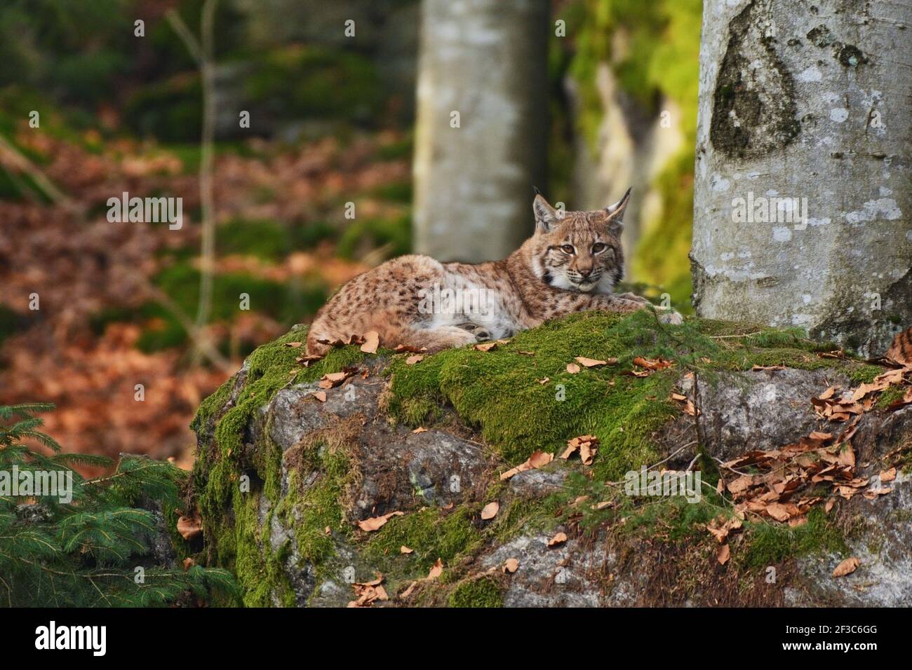 Schöne eurasische Luchs (Lynx Lynx) Familie im europäischen Wald Stockfoto