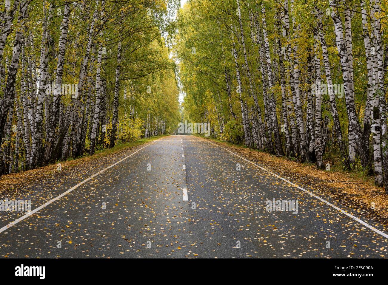 Straße im Herbst mit gelben Birken auf jeder Seite der Straße. Stockfoto