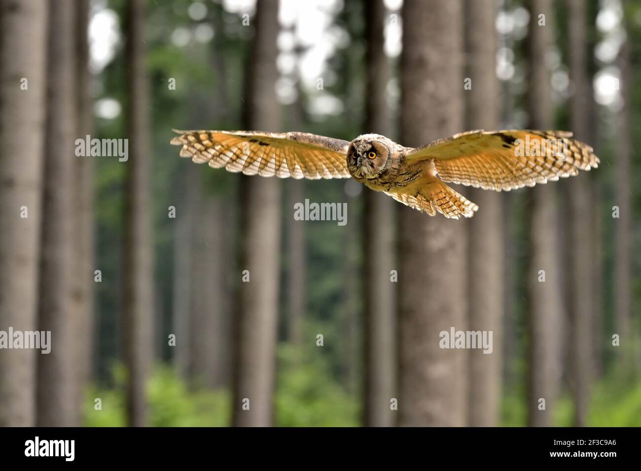 Eule im Europawald Stockfoto