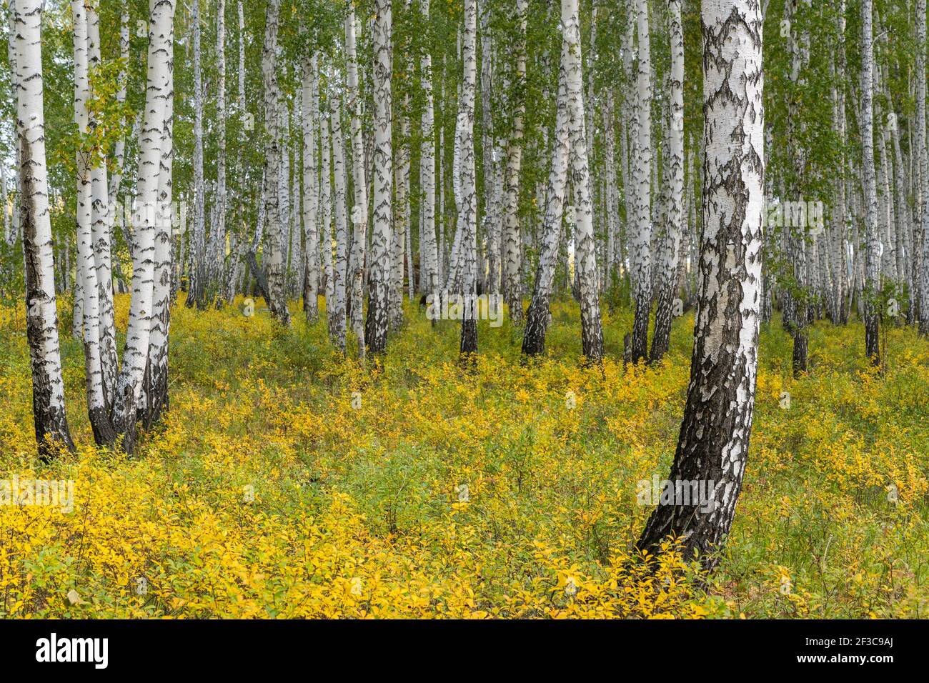 Birken und gelb gefärbte Blätter im Herbst in Sibirien, Russland. Stockfoto