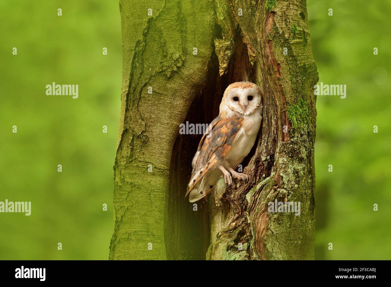 Scheune Eule in der Baumhöhle Stockfoto