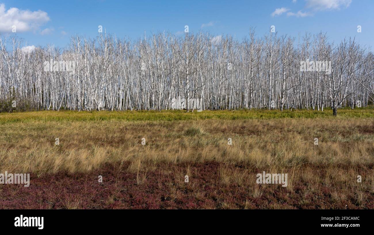 Der tote Birkenwald im Herbst im Sumpf, Sibirien, Russland. Stockfoto