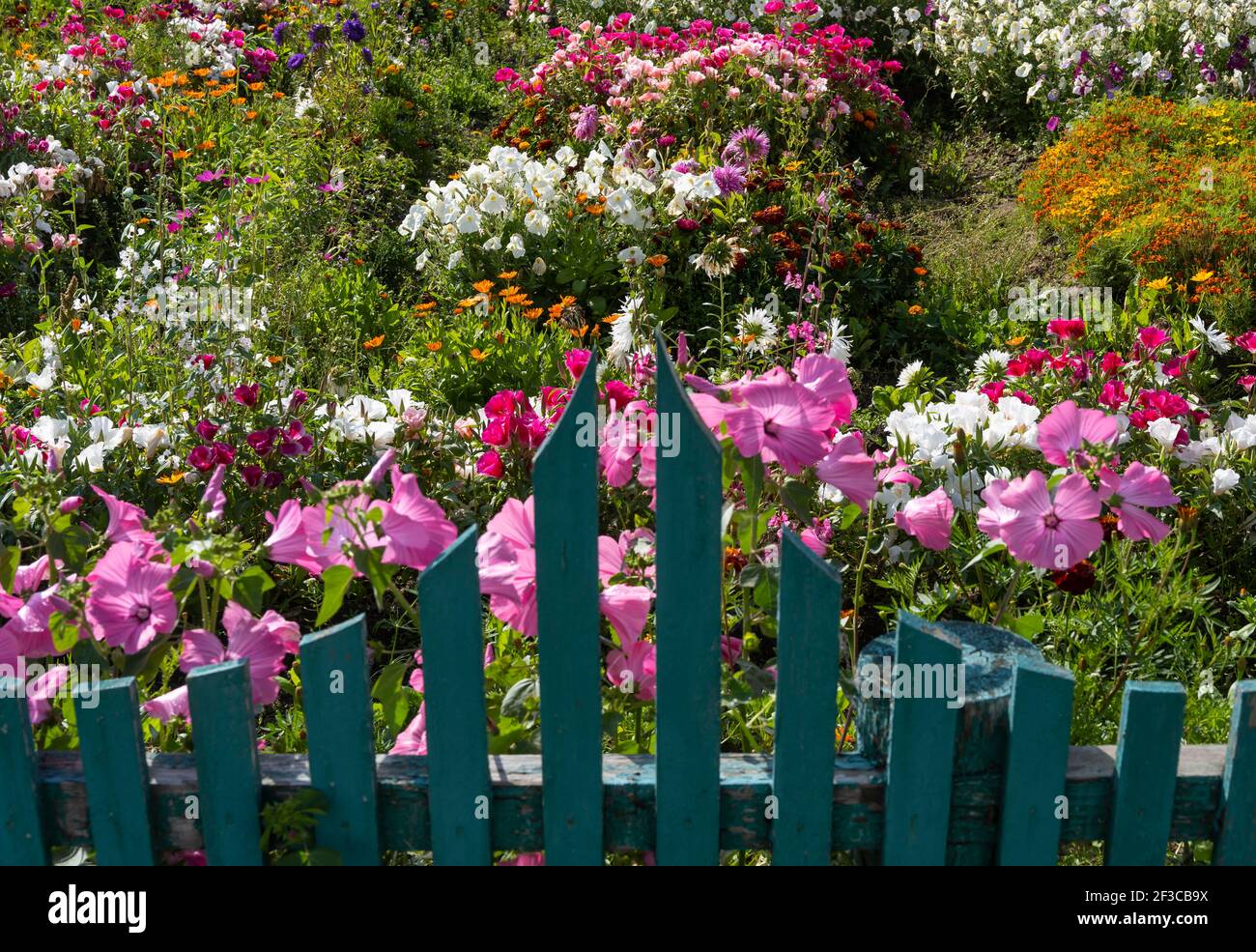 Blumengarten mit vielen farbigen Blumen mit einem grünen Holzzaun im Sommer. Stockfoto