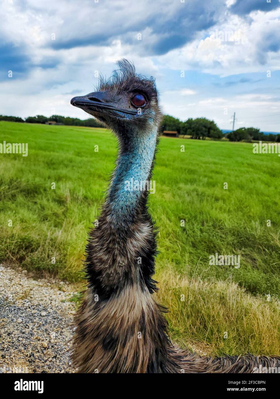 Eine vertikale Aufnahme von emu Vogel Kopf auf der Farm Stockfoto