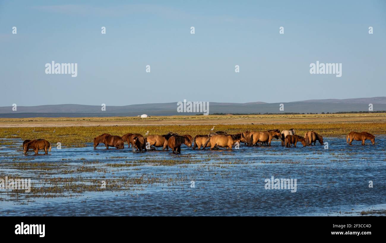 Herde von braunen Pferden im Wasser eines kleinen Sees und Sumpf in der Mongolei. Stockfoto