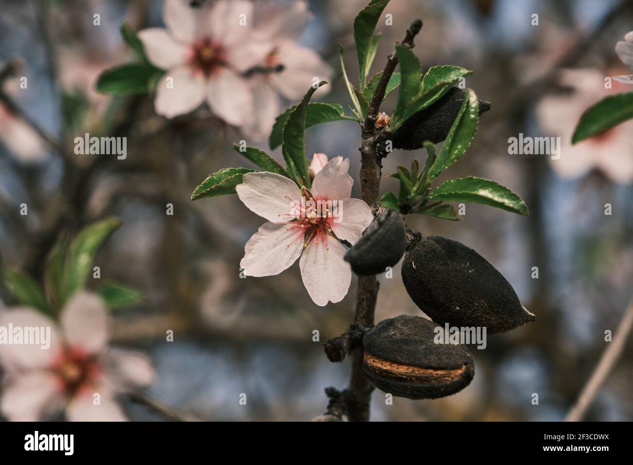 Detail der blühenden prunus dulcis rosa Blüten und Steinpflanzen Stockfoto