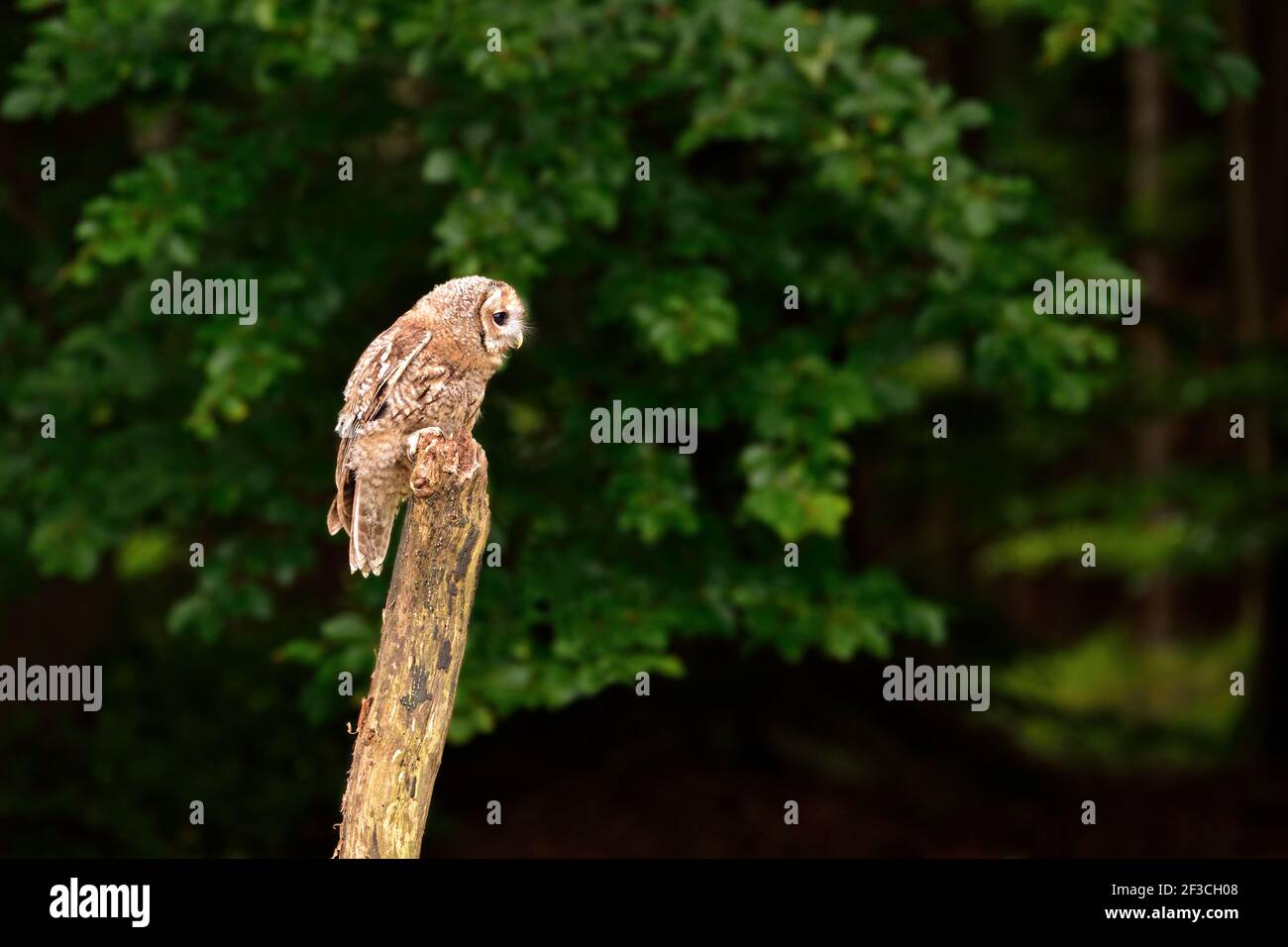 Eurasische Waldkauz (Strix aluco) in der Nähe von Wald in der tschechischen Natur Stockfoto