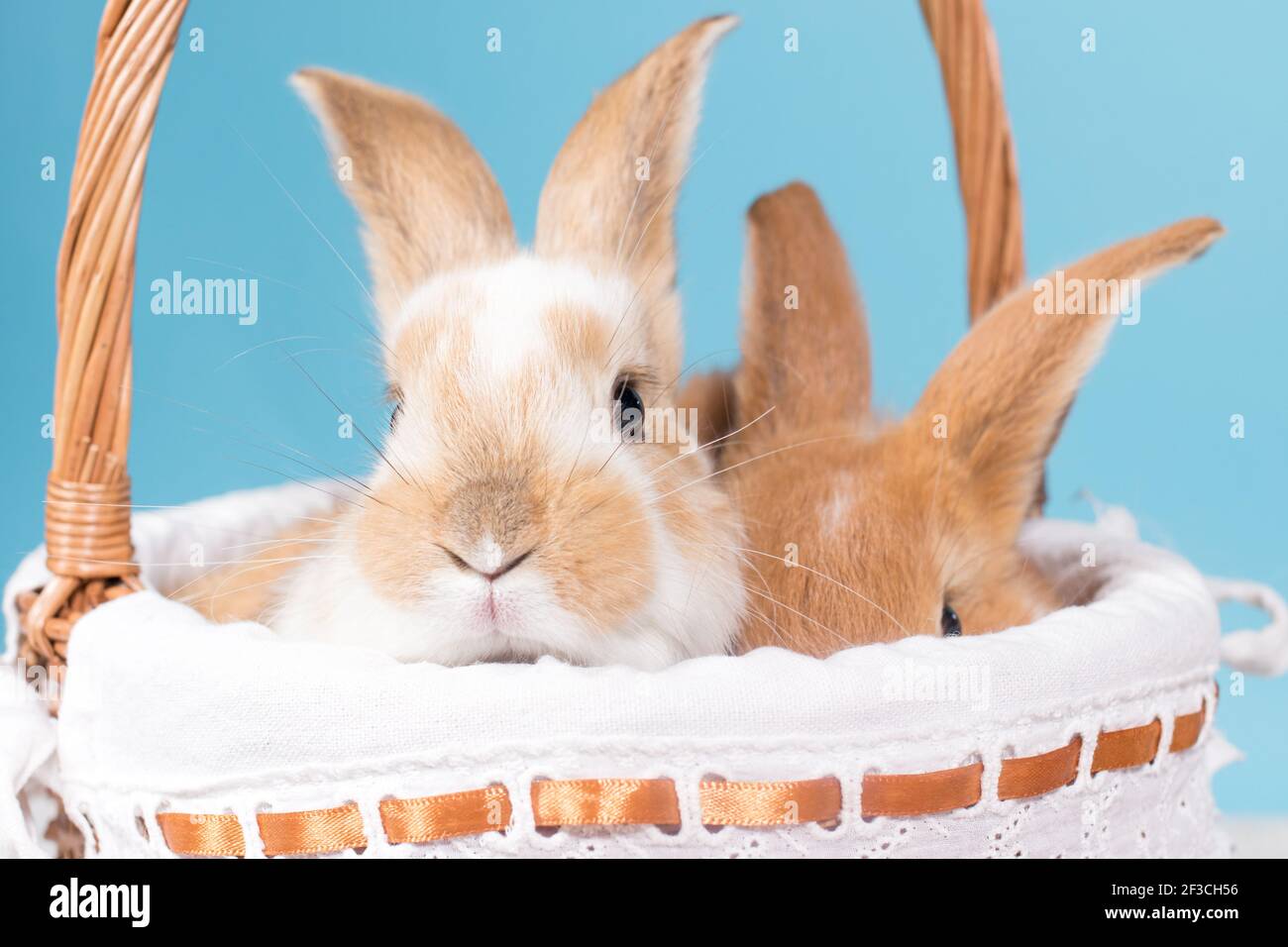 Zwei charmante leichte Kaninchen in einem Weidenkorb. Ein schönes Foto für  einen Kalender oder eine Osterkarte auf blauem Hintergrund Stockfotografie  - Alamy