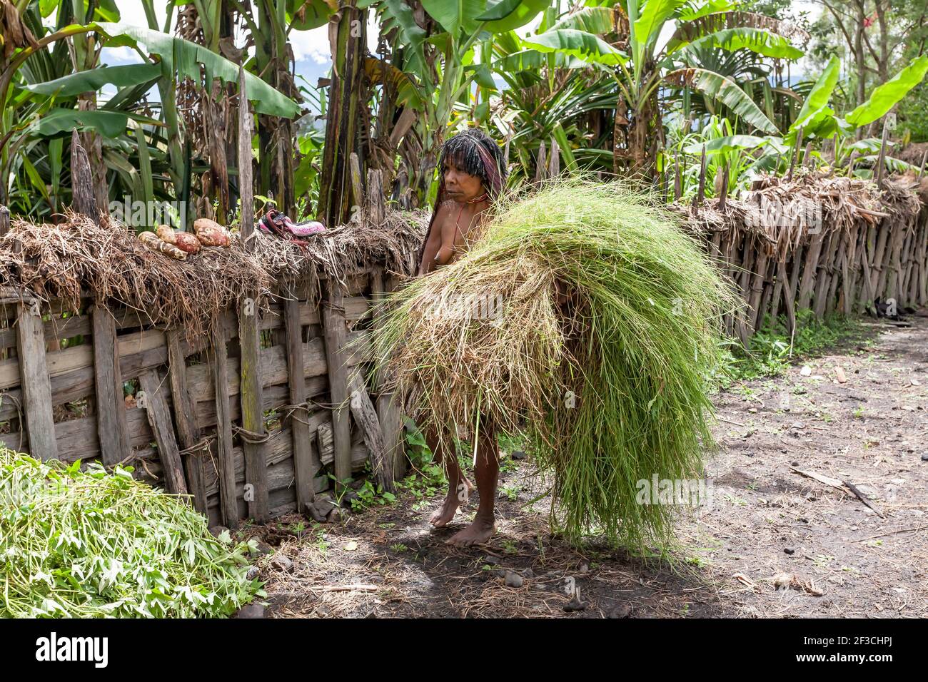 Wamena, Indonesien - 9. Januar 2010: Dani-Frau trägt Gras, Papua-Neuguinea Stockfoto