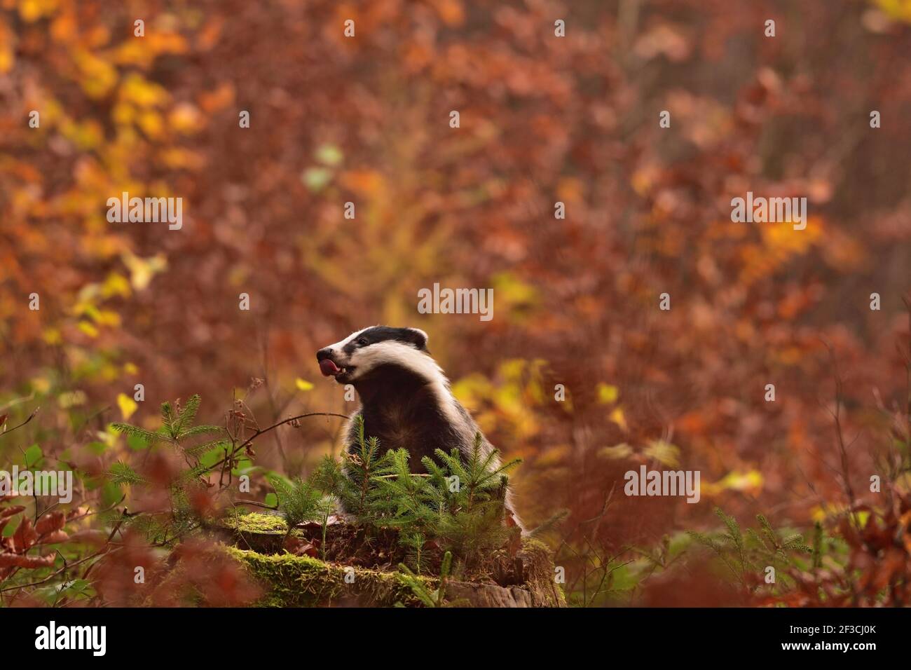 Schöner europäischer Dachs (Meles meles - Eurasischer Dachs) In seiner natürlichen Umgebung im Herbst Wald und Land Stockfoto