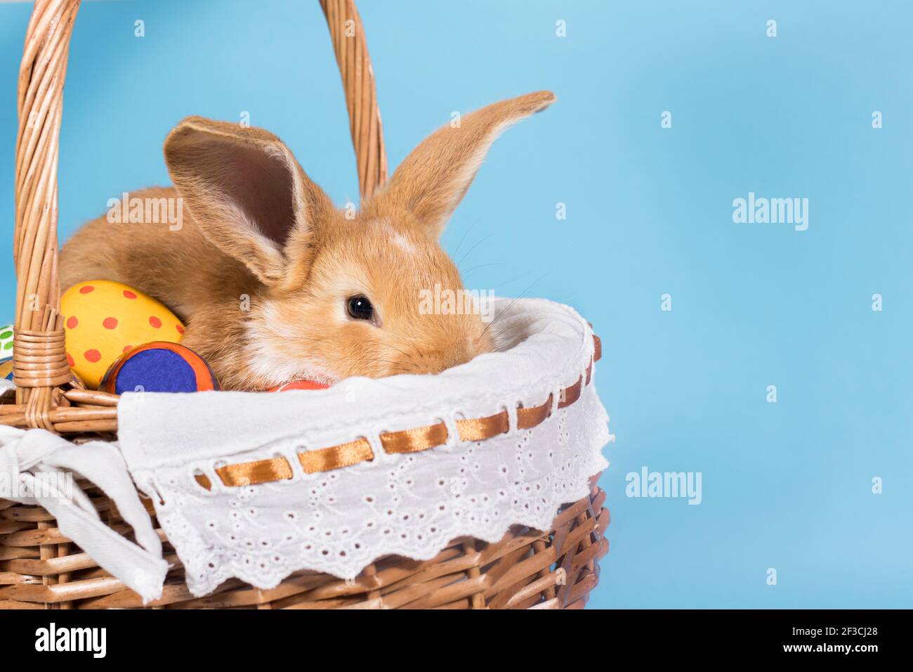 Charmantes leichtes Kaninchen in einem Weidenkorb. Ein schönes Foto für einen Kalender oder eine Osterkarte auf einem blauen Hintergrund Platz für Banner kopieren. Religionssymbol Stockfoto