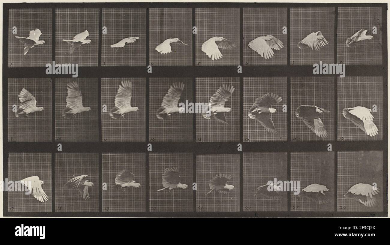 Plattennummer 758. Kakadu fliegen, 1887. Stockfoto