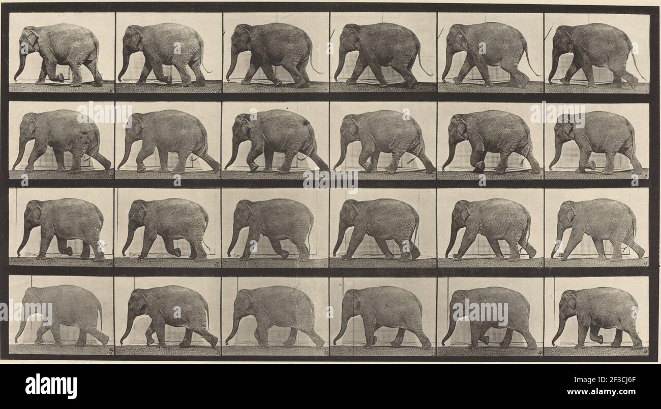 Plattennummer 733. Elefantenwandern, 1887. Stockfoto