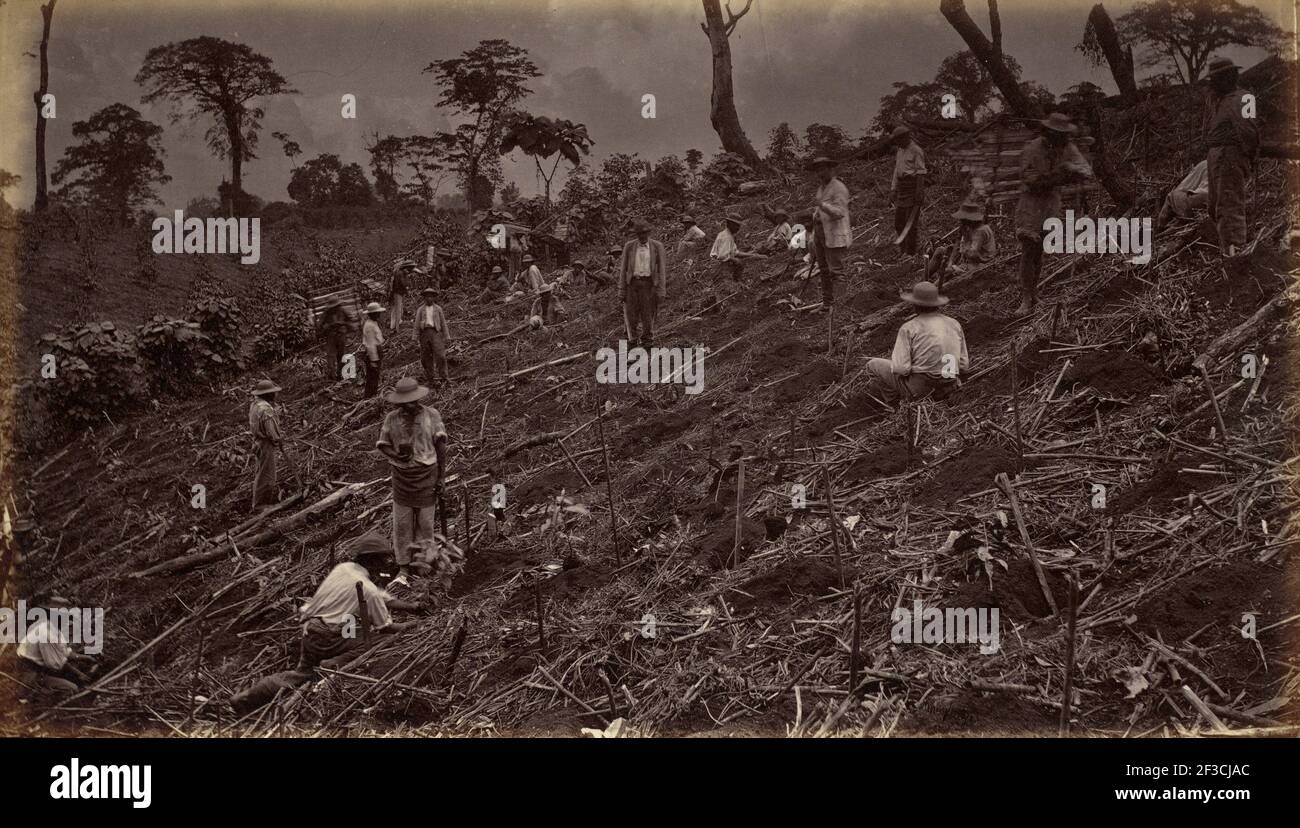 Aufbau einer Coffee Plantation in Antigua de Guatemala, 1875, veröffentlicht 1877. Stockfoto