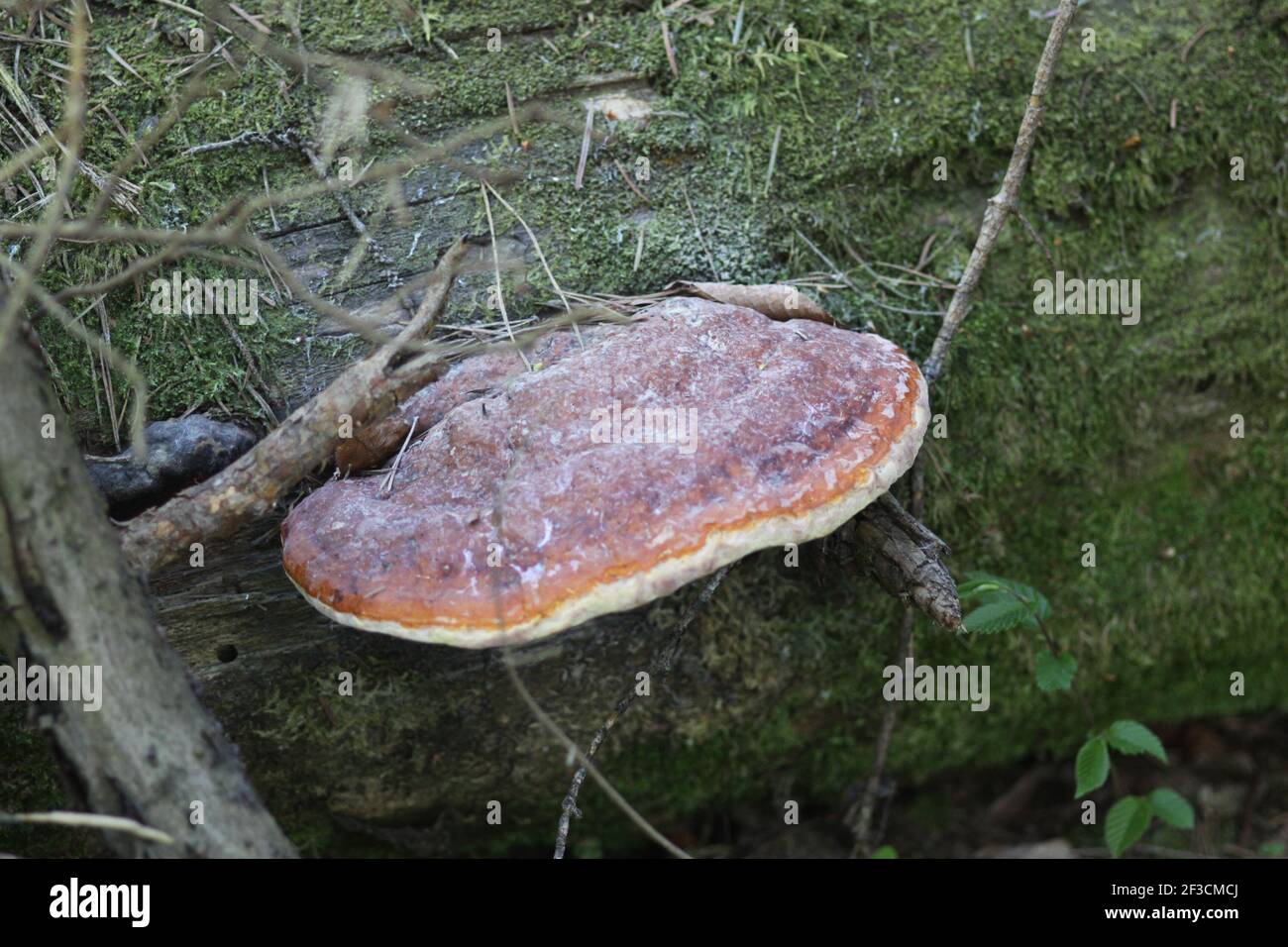 Pilz auf einem Baum, Heterobasidion, Annosum, Stumpf, alborealer Pilz, Stockfoto