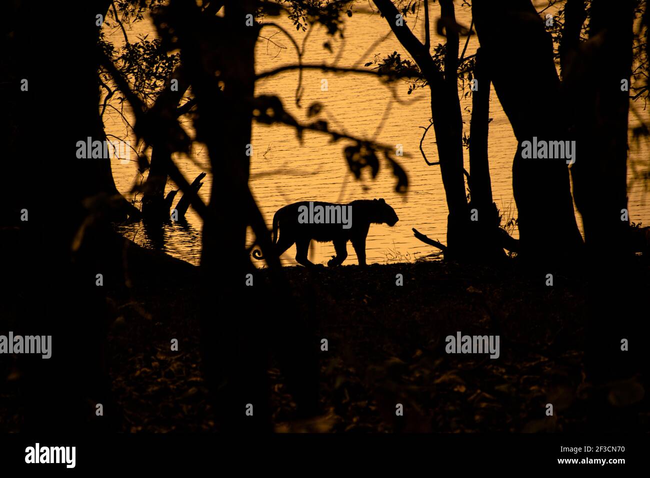 Eine Silhouette eines Tigers, der im Wald unterwegs ist Ein Flussufer Stockfoto