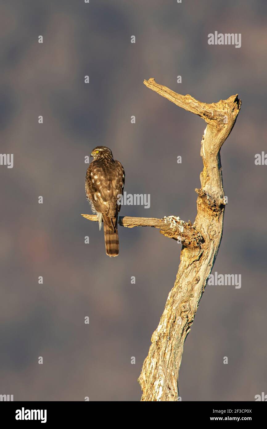 Steinadler in seiner Natur Umgebung in den Bergen Stockfoto