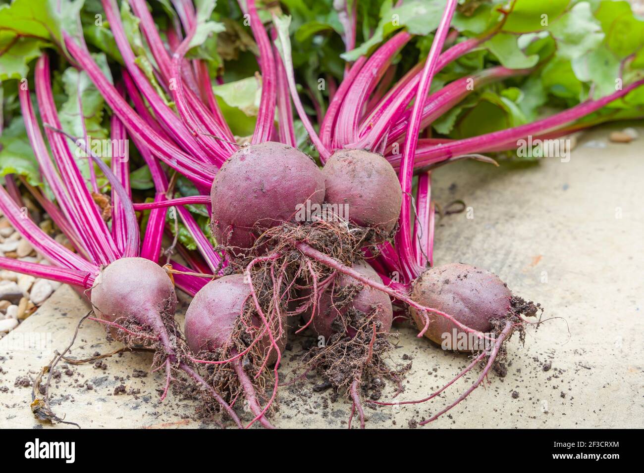 Rote Bete Boltardy, rote Beete, Gartenrüben oder rote Rüben und Rübenblätter auf dem Boden nach der Ernte, UK Stockfoto