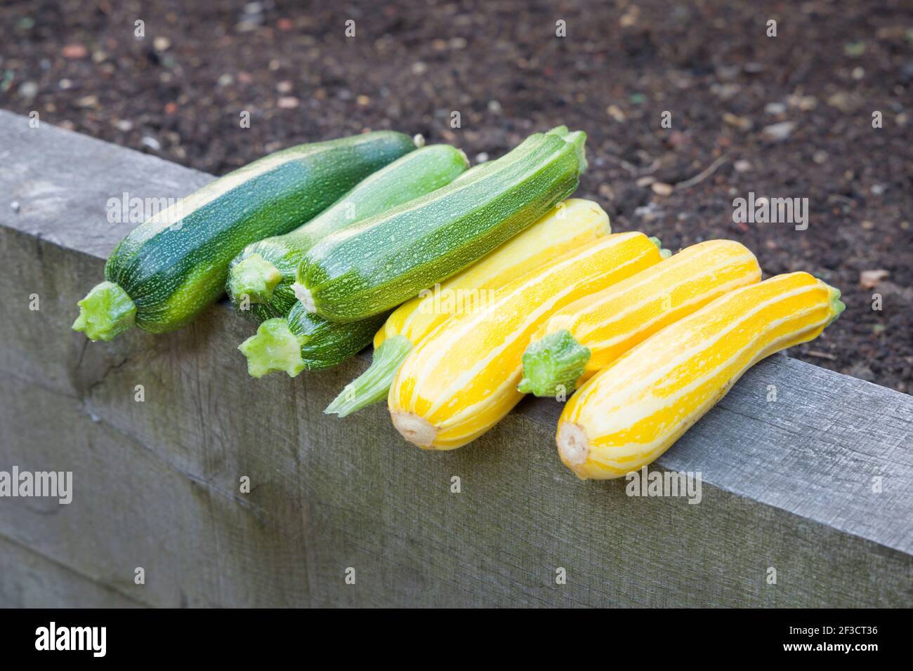 Ernte Zucchini, grüne Zucchini Verteidiger und gelbe Zucchini Sonnenstreifen frisch gepflückt in einem Garten, Großbritannien Stockfoto