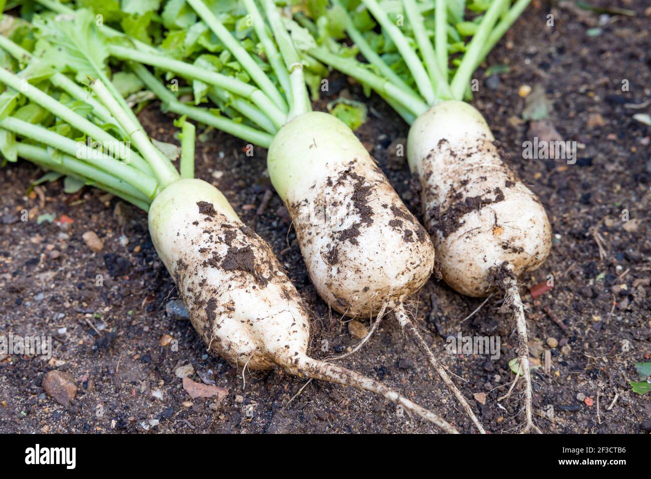 Mooli Rettich (Daikon) Pflanzen und Wurzeln, mooli Kumbong Sorte in einem Gemüsebett in einem britischen Garten. Auch bekannt als weiße Radieschen oder chinesische Radieschen Stockfoto