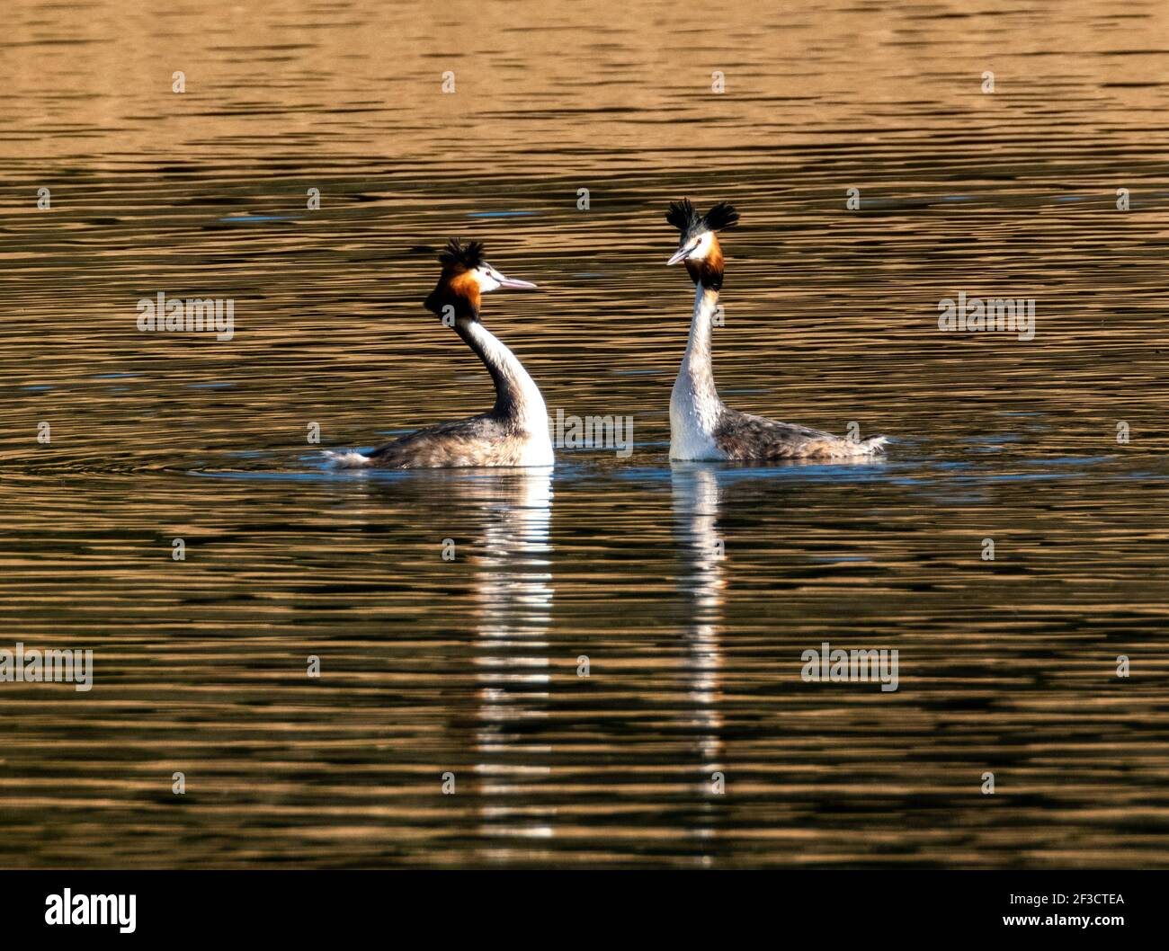 Linlithgow, Großbritannien. März 2021, 16th. Frühlingswetter: Great Crested Grebes führen ihren Balztanz auf Linlithgow loch, Linlithgow, Schottland. Im Frühjahr zeigten Great Crested Grebes auf einer spektakulären Ausstellung auf Seen, Stauseen und Kiesgruben über den größten Teil des Vereinigten Königreichs. Beide Geschlechter wachsen schwarze und orange Gesichtskräuselchen und schwarze Ohrbüschel, die als tippets bekannt sind, die sie in einer speziellen Zeremonie verwenden, um ihre Bindungen in der Brutzeit zu etablieren. Quelle: Ian Rutherford/Alamy Live News Stockfoto