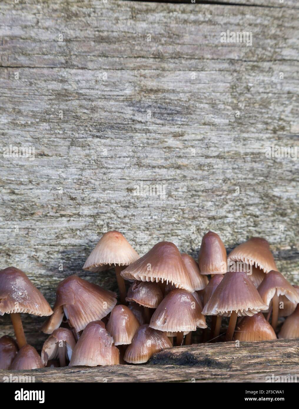 Pilze (geclusterte Motorhaube). Rustikale, Bio-Toadhocker oder Pilze wachsen wild in Wäldern im Herbst, Großbritannien Stockfoto