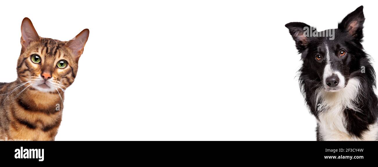 Porträt einer tabby Katze und einem Border Collie Schäferhund Blick auf die Kamera vor einem weißen Hintergrund Stockfoto