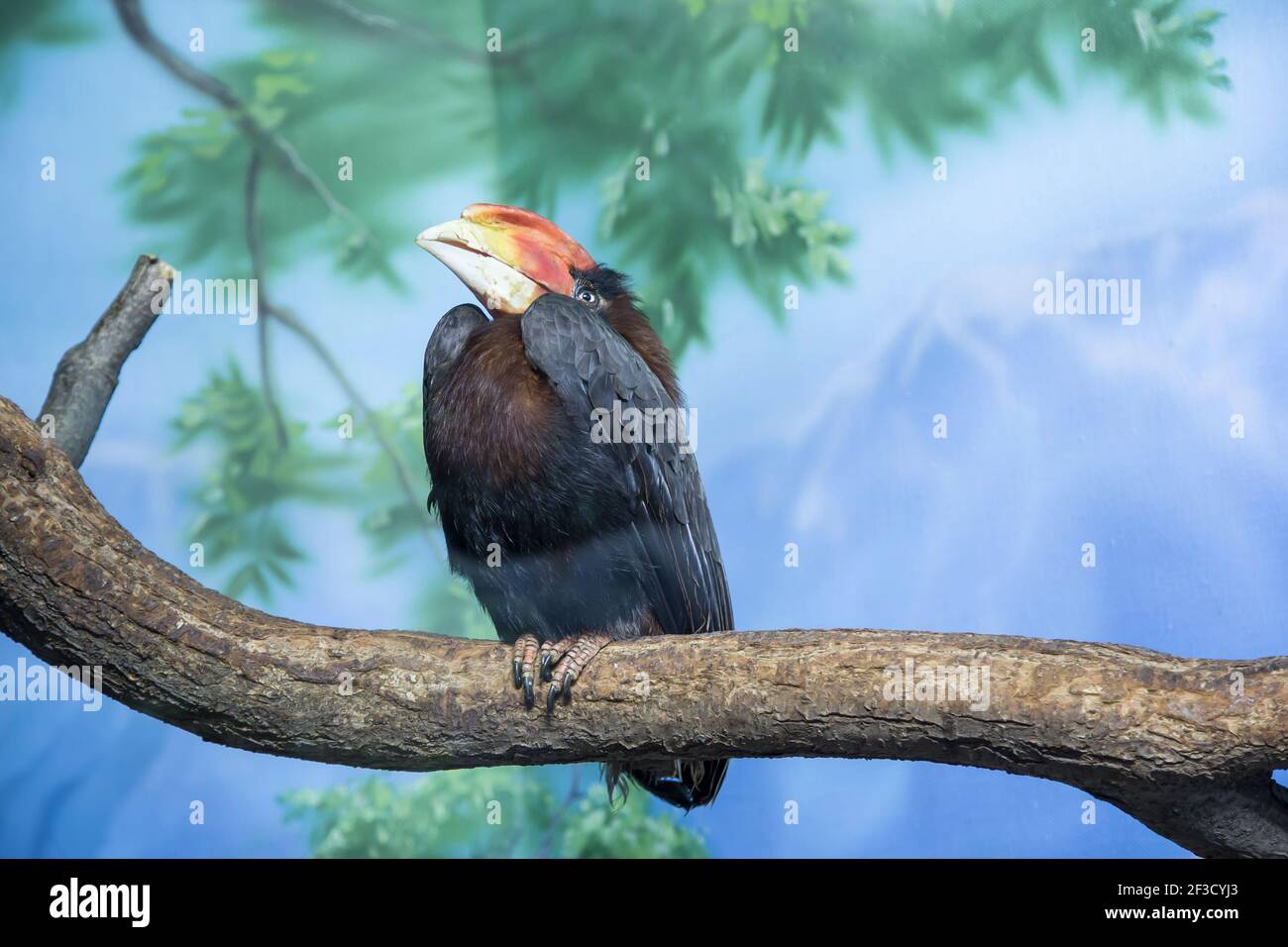 Der Rotschnabel (Buceros hydrocorax, philippinischer Hornbill, kalaw) ist eine große Art von Hornbill Stockfoto