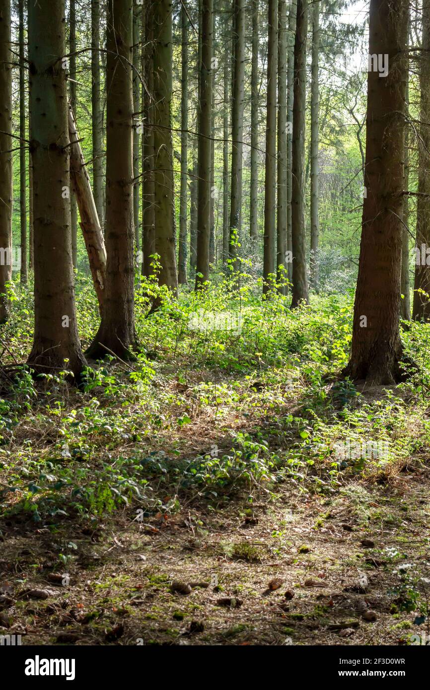 Grüne Waldlandschaft, Stock Foto Stockfoto