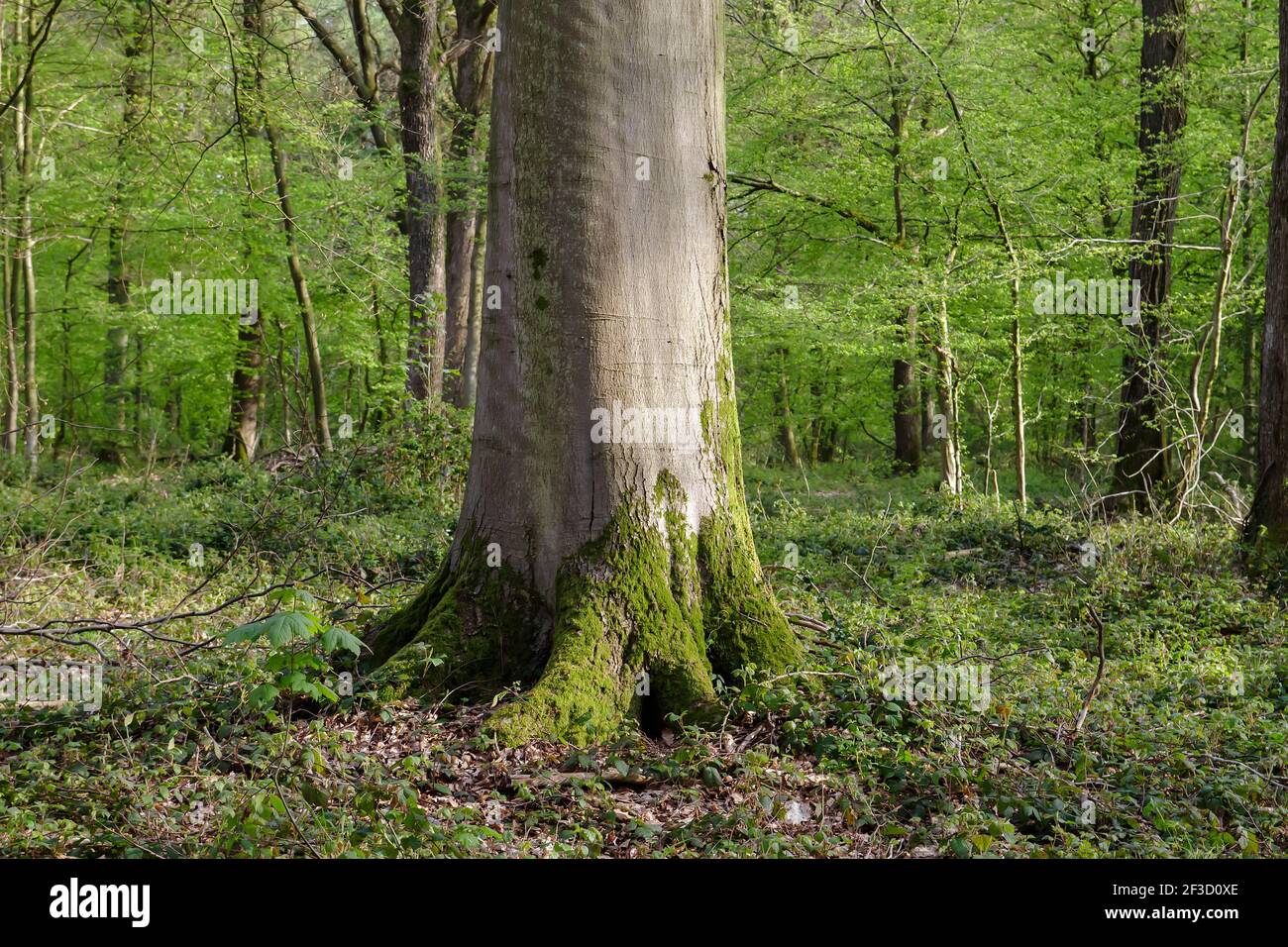 Buche moosiger Fuß in einem grünen Frühlingswald Stockfoto