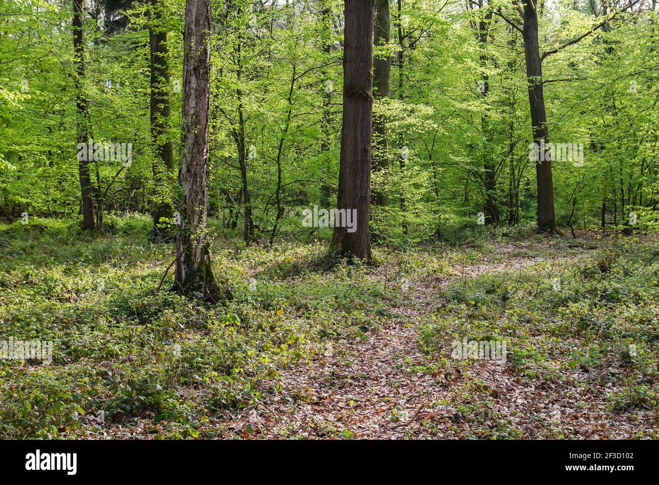 Grüne Waldlandschaft, Stock Foto Stockfoto