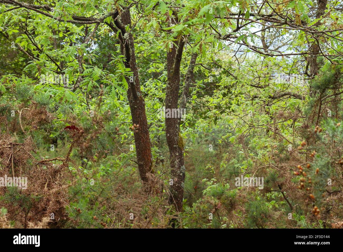 Grüne Eichen Wald Landschaftsbilder im Frühjahr Stockfoto