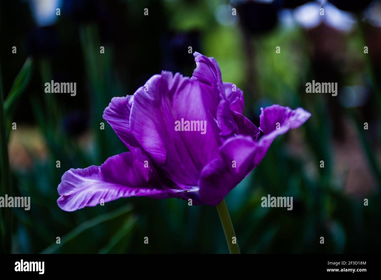 Lila Tulpe mit weichem Bokeh in Nederland gefangen Stockfoto