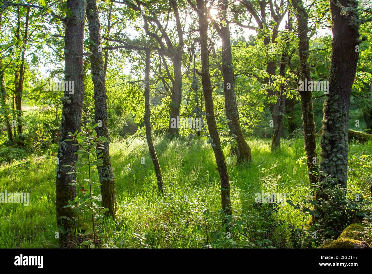 Grüne Waldlandschaft im Frühling Stockfoto