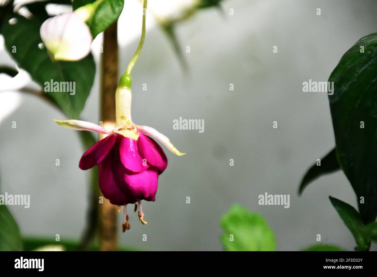 Schöne Fuchsia hybrida Blume Stockfoto
