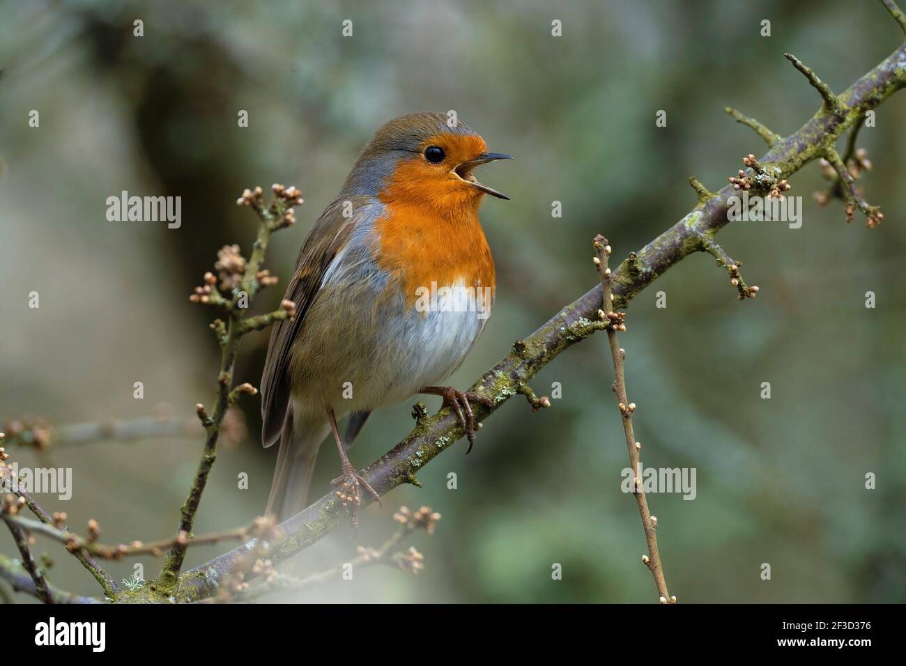 Robin-Erithacus rubecula im vollen Lied. Stockfoto