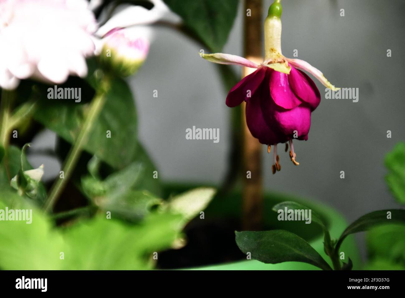 Schöne Fuchsia hybrida Blume Stockfoto