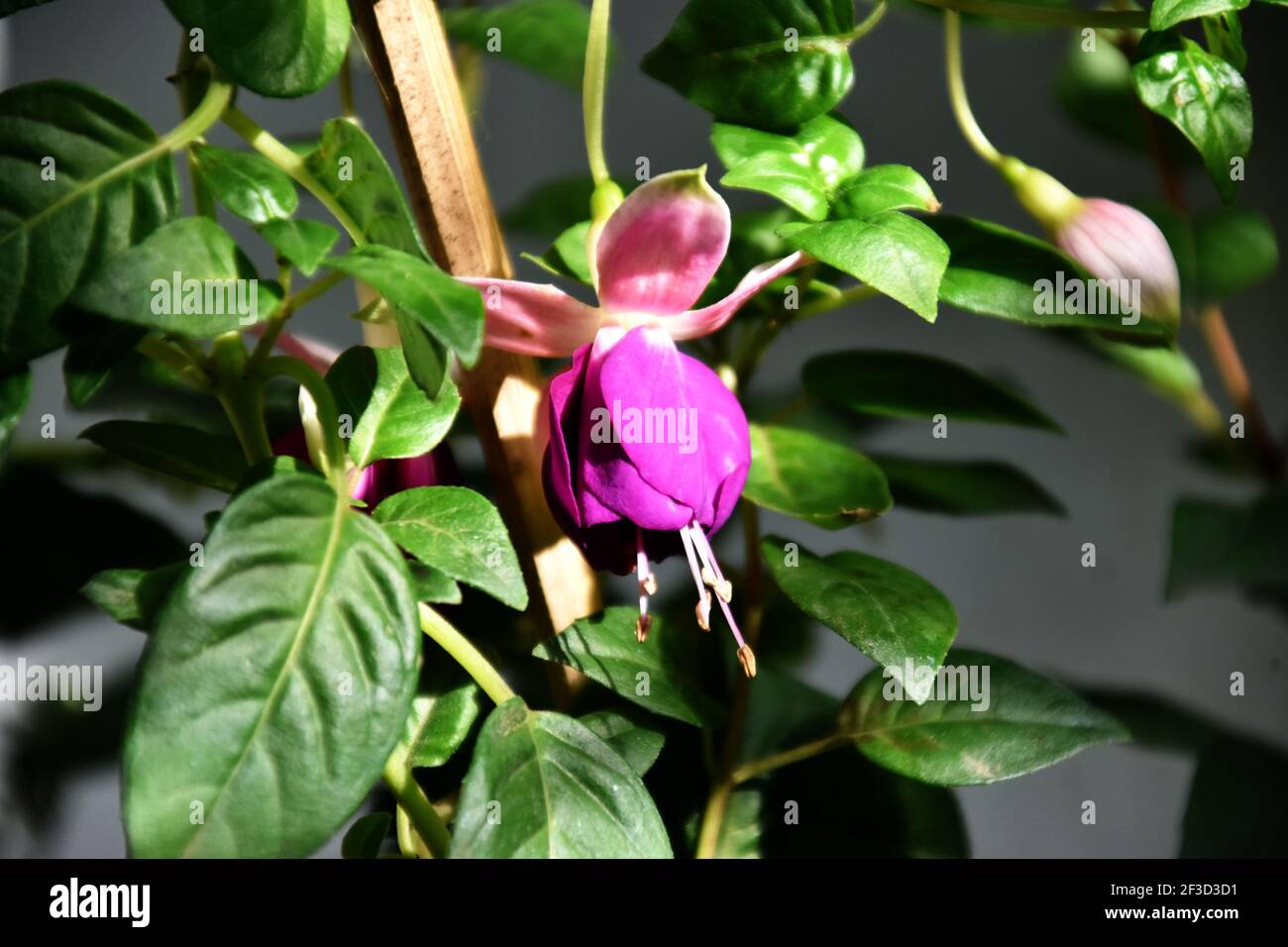 Schöne Fuchsia hybrida Blume Stockfoto