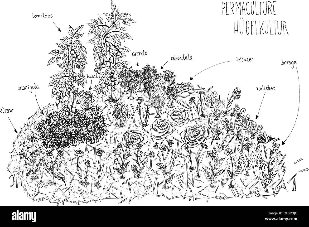 vektor-Illustration eines schwarz-weißen Schema Linien Handzeichnung von Permakultur hugelkultur mit Gemüse und Blumen. Tomaten. Ringelblume. Borretsch Stock Vektor