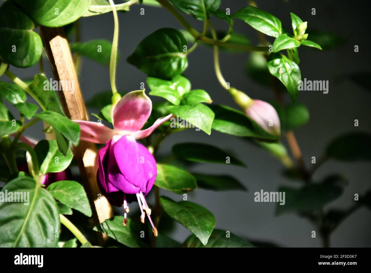Schöne Fuchsia hybrida Blume Stockfoto