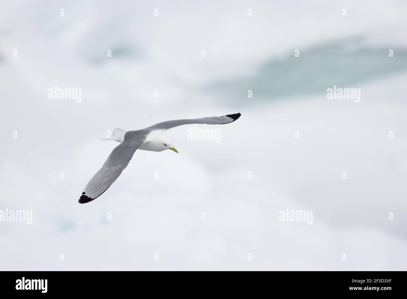 Kittiwake - im Flug über MeereisLarus tridactyla Svalbard (Spitzbergen) Norwegen BI016941 Stockfoto