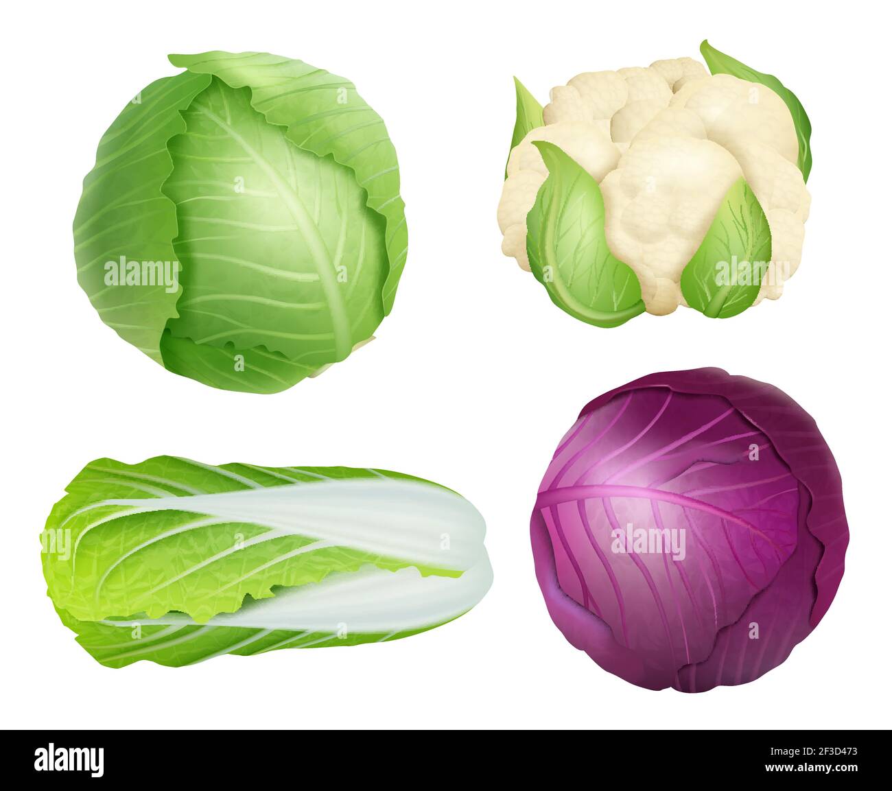Kohl. Vegetarisch frisch gesund Lebensmittel Natur Pflanzen landwirtschaftliche Zutaten grünen Salat Vektor realistische Illustrationen Stock Vektor