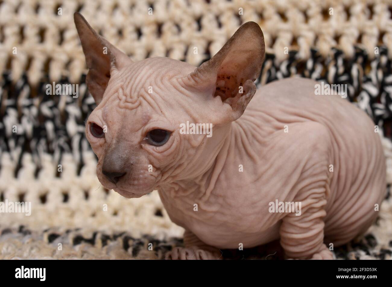 Niedliche kleine Sphinx Katze. Don Sphynx Kätzchen auf einem schwarz-weißen Hintergrund Stockfoto