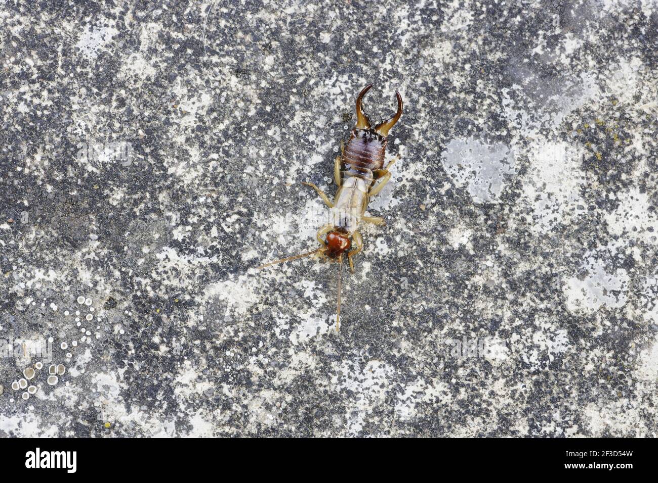 EarwigForficula auricularia Essex, Großbritannien IN000766 Stockfoto