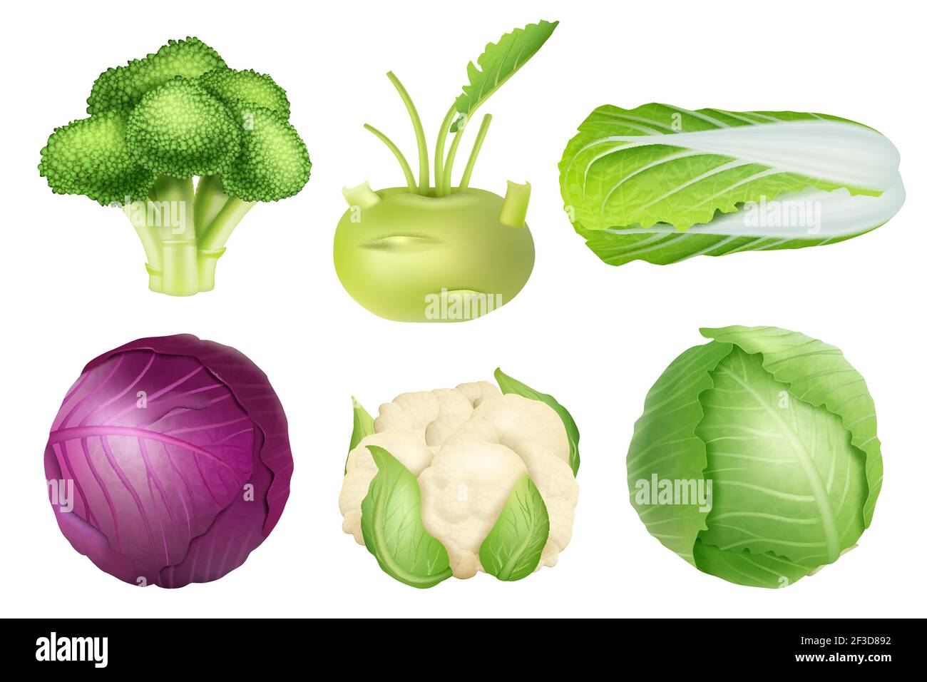 Kohl-Set. Grüne Ernährung landwirtschaftliche Objekte vegetarische Lebensmittel natürliche gesunde frische Produkte Vektor realistische Sammlung Bilder Stock Vektor