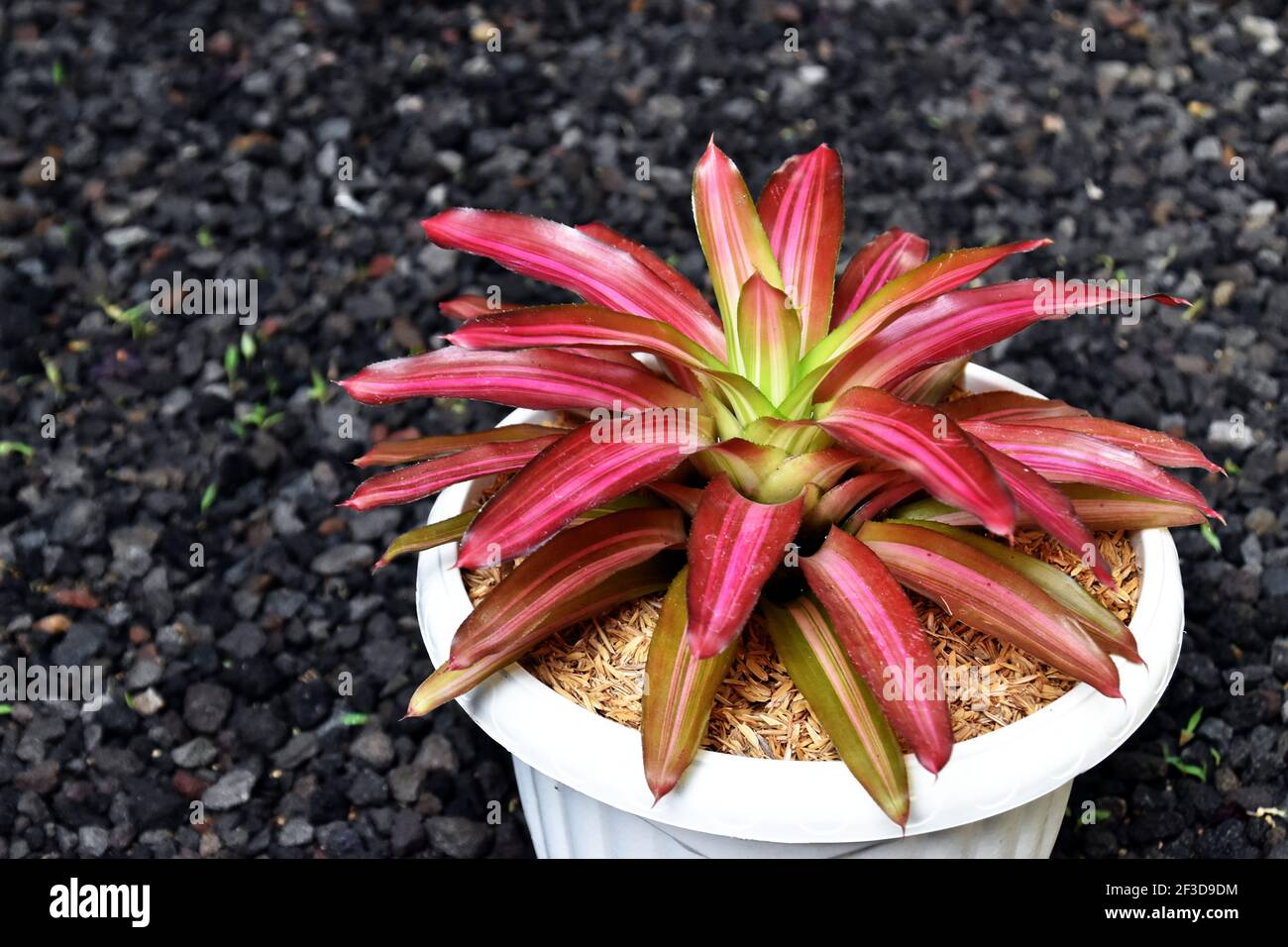 Eine Bromelie-Pflanze mit drei leuchtenden Farben: Rosa, Hellgrün und bräunlich-grün Stockfoto