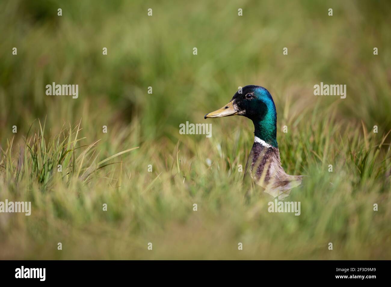 Kopfschuss eines Mallard Drake, der über langes Gras späht Profil auf Flatey Island in Island im Sommer Stockfoto