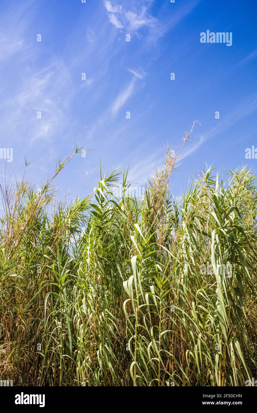 Wiegen von Schilfgrasen in der Brise, Blick aus einem niedrigen Winkel in Richtung des blauen Himmels Stockfoto